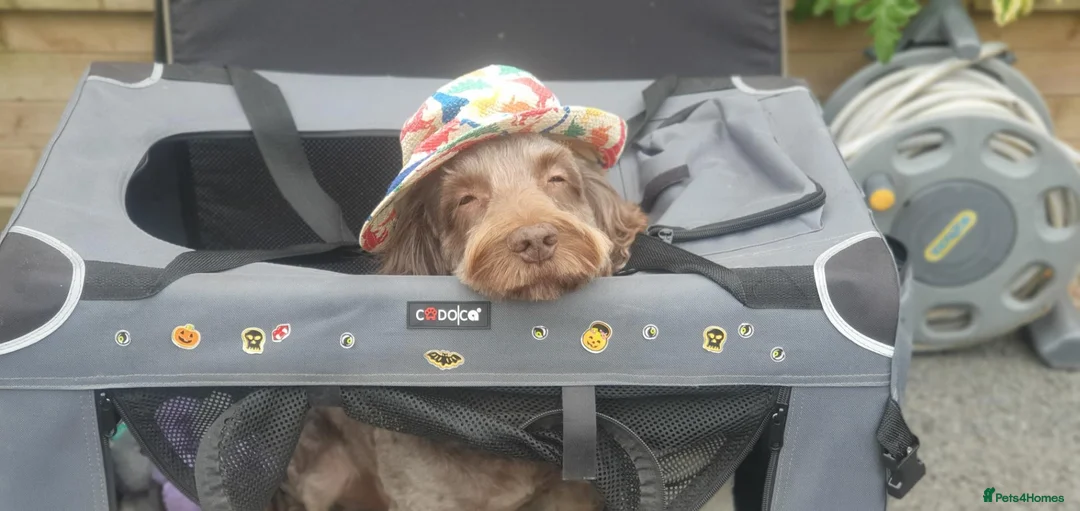Cockapoo dogs for stud: F1 Cockerpoo - Dad Pedergee Spanial, Mum Cockerpoo in Honiton - Advert 2