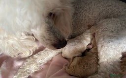 Miniature Poodle dogs for sale: One gorgeous girl and one beautiful boy - Image 3