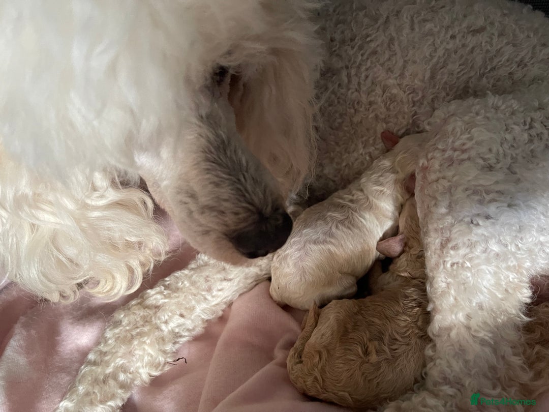 Miniature Poodle dogs for sale: One gorgeous girl and one beautiful boy - Image 3