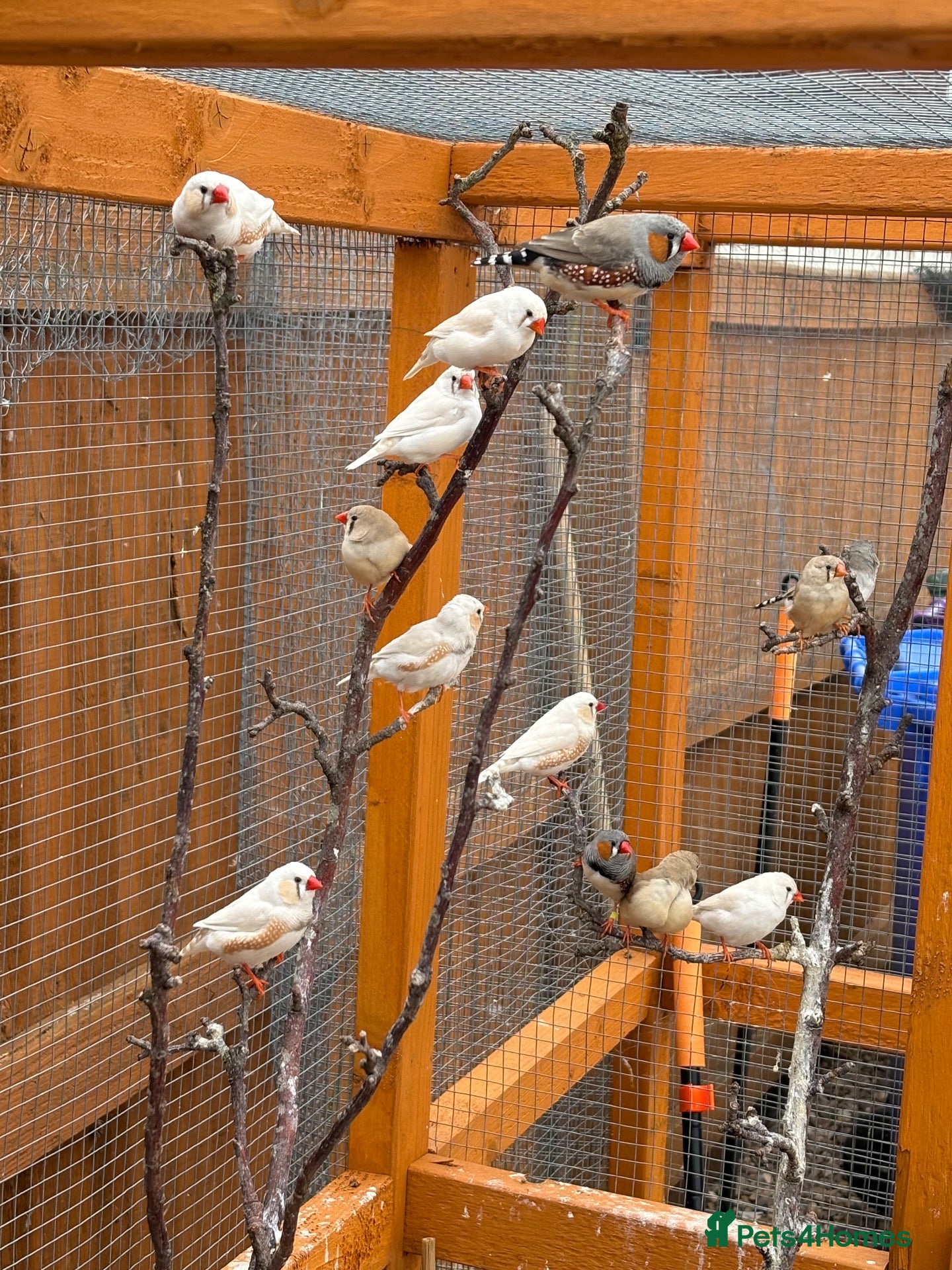 Finches birds Mixed zebra finches - Advert 8