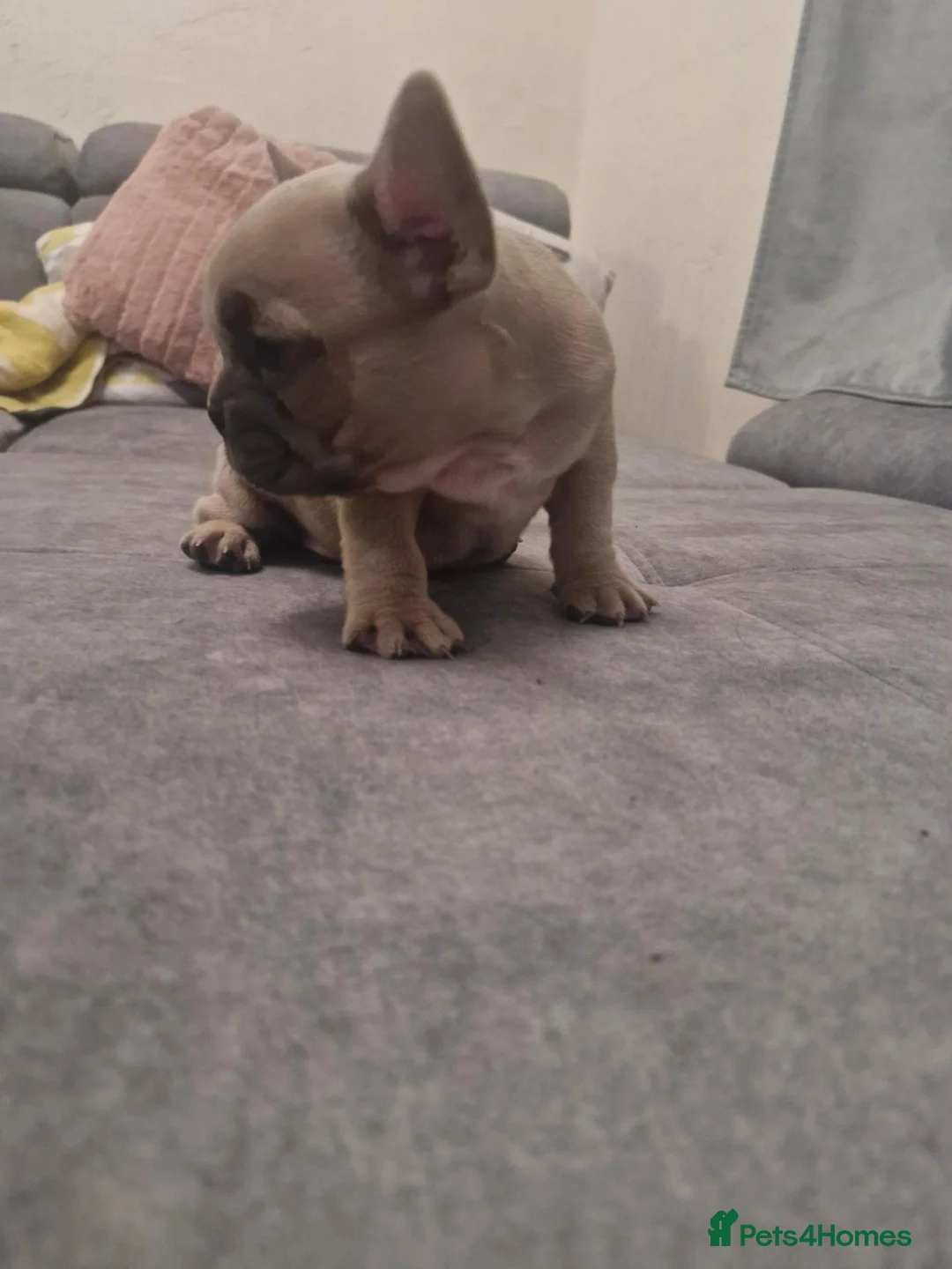 French Bulldog dogs for sale: French bulldog  - Advert 2