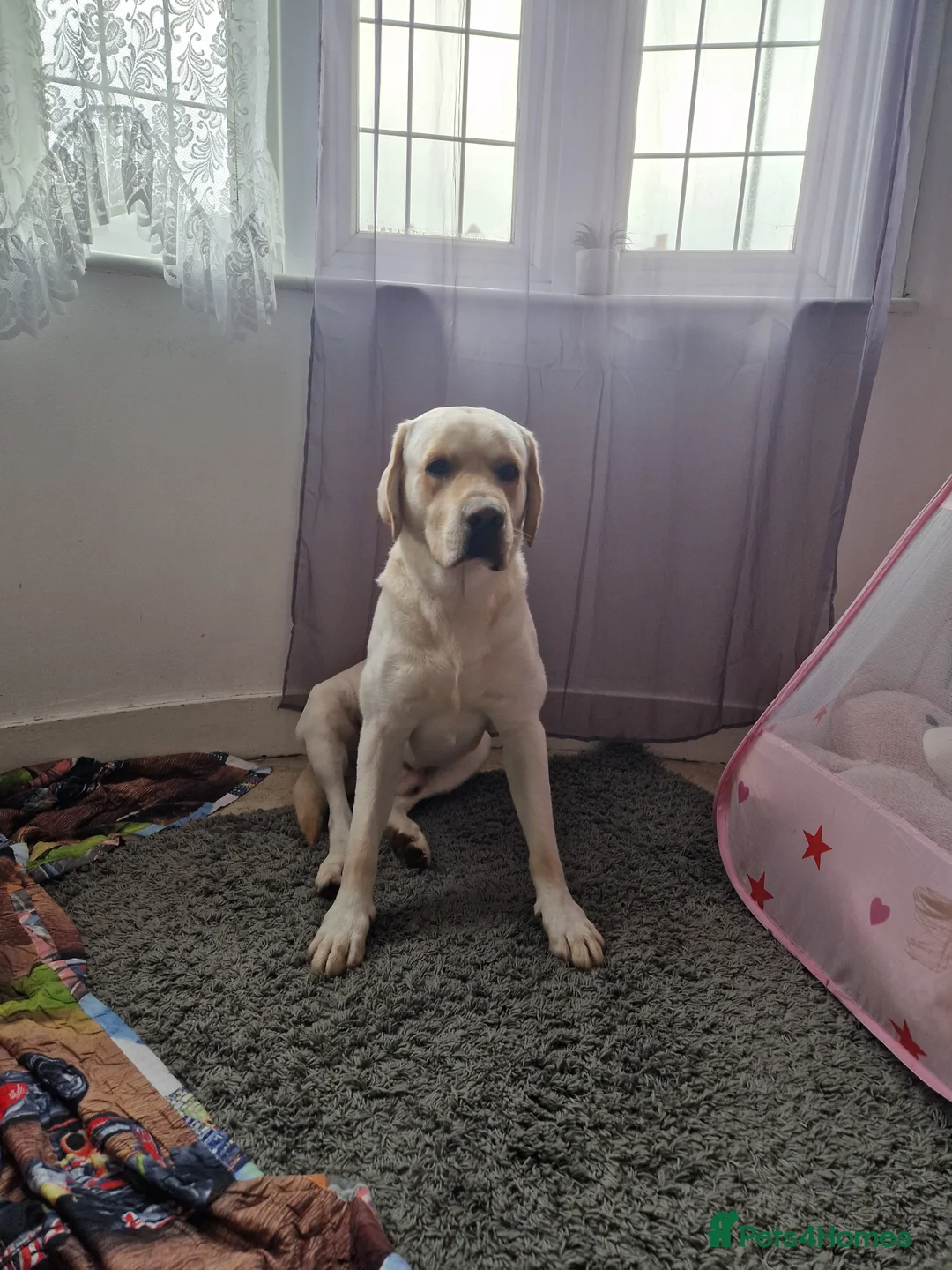 Labrador Retriever dogs for stud: Yellow/ gold labrador for the stud!!! in Thornton Heath - Advert 15