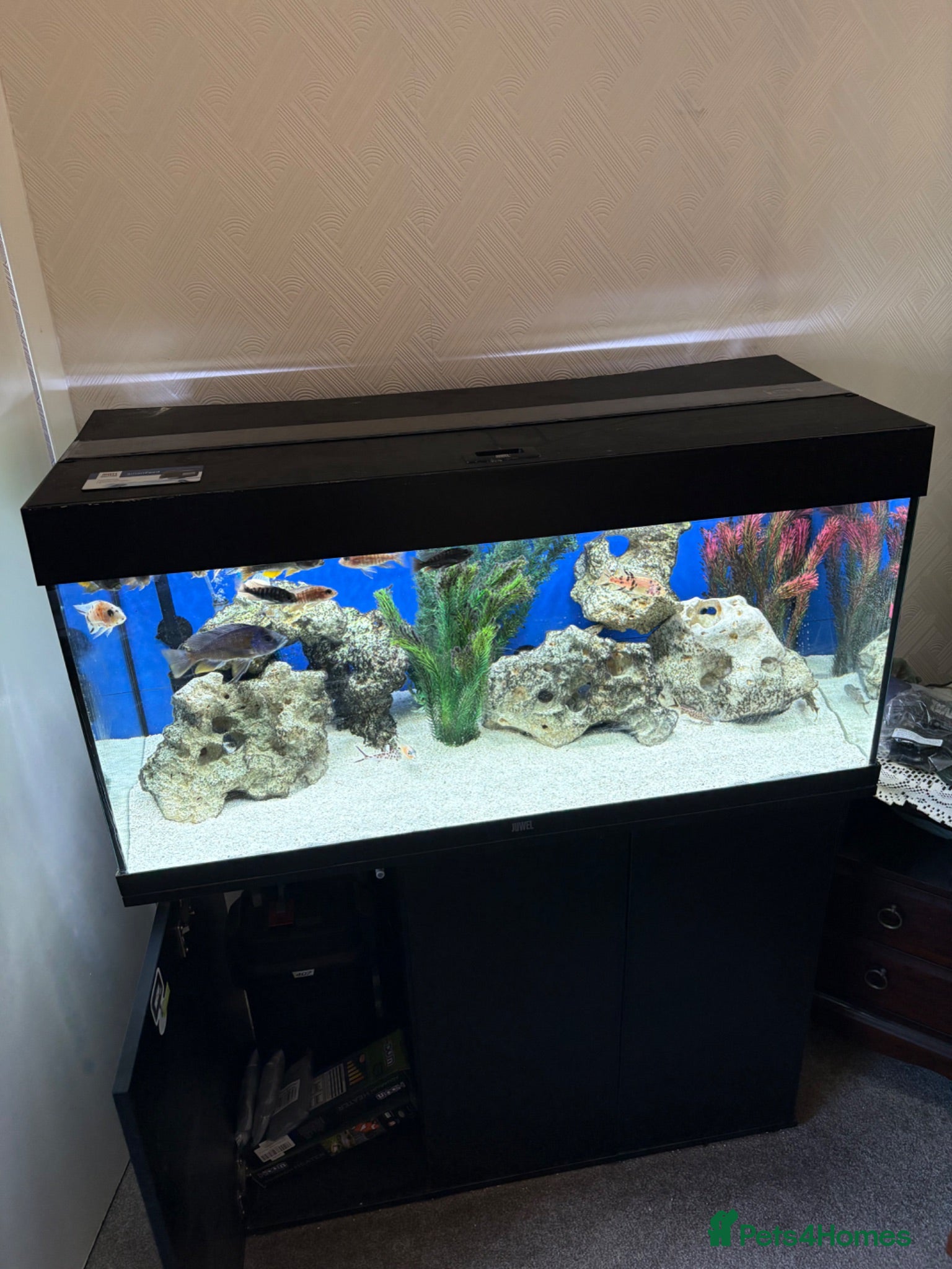 Cichlids fish 2 LARGE FISH TANKS AND SETUP - Advert 2