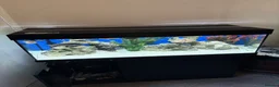 Cichlids fish for sale: 2 LARGE FISH TANKS AND SETUP - Advert 1