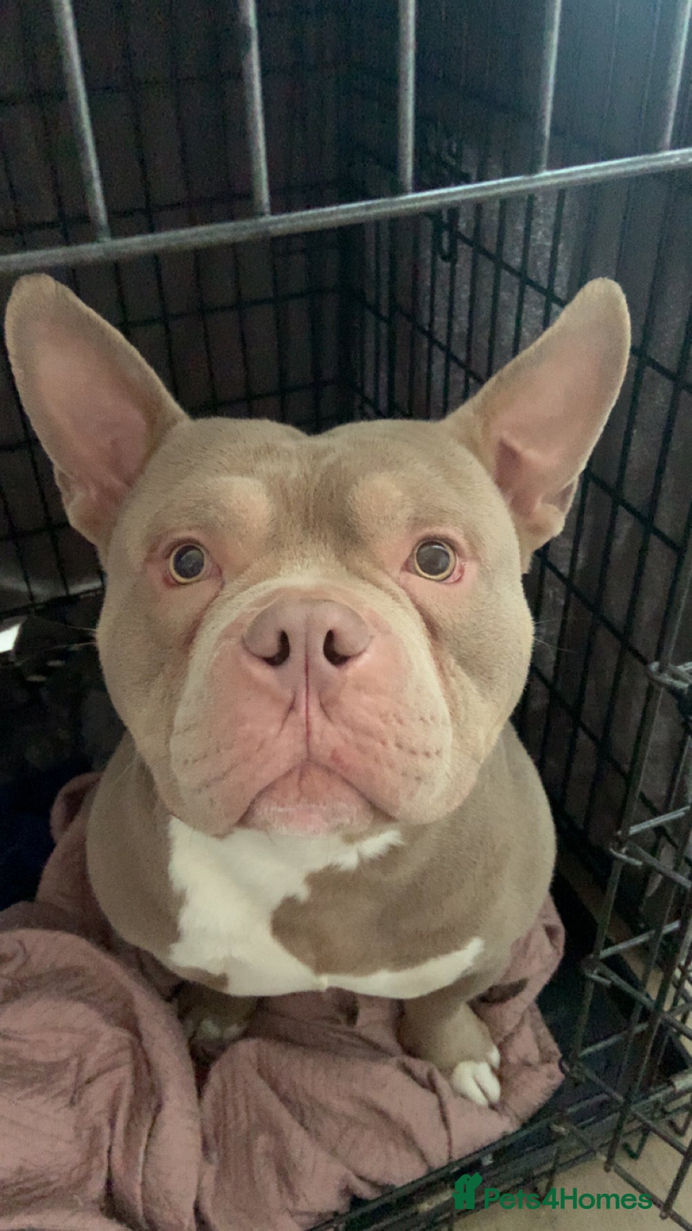 Mixed Breed dogs for experienced owner  - Advert 1