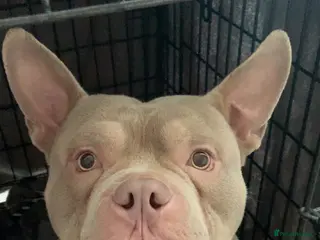 Mixed Breed dogs for experienced owner - Advert 1