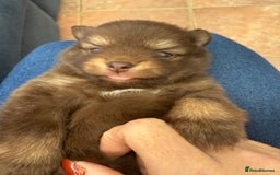 Pomchi dogs for sale: Stunning little loving girl - Image 4