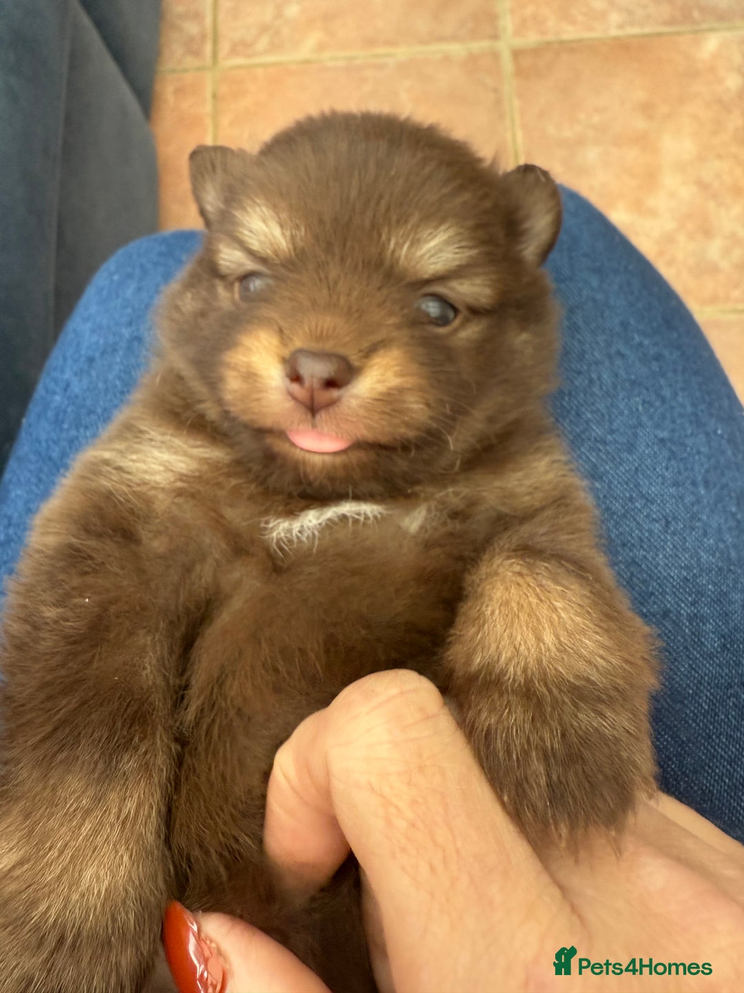 Pomchi dogs for sale: Stunning little loving girl - Image 4
