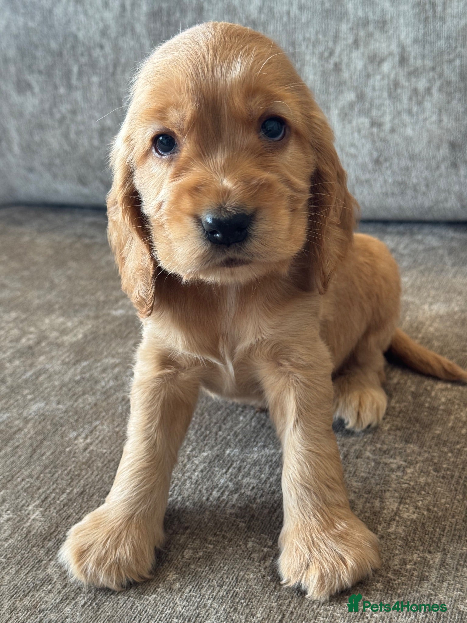 Cocker Spaniel dogs 🐶100% TRUE SHOW🐶TYPE KC REGISTERD🐶 - Advert 1