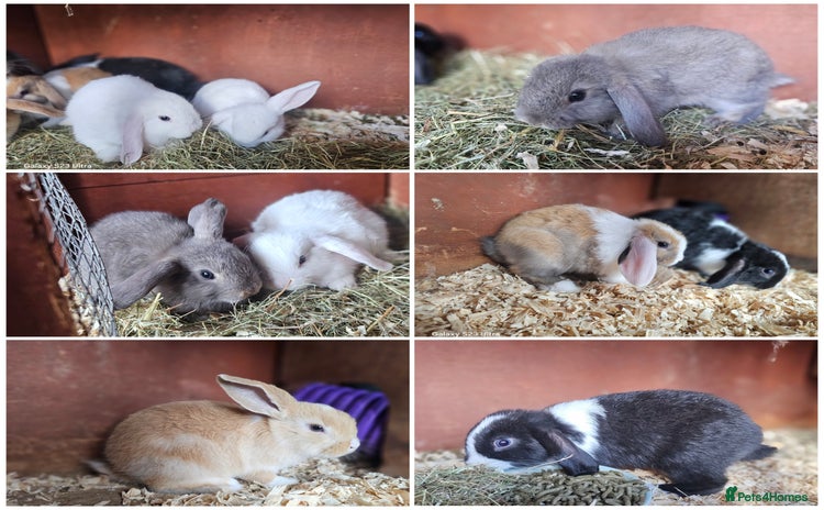 Mini Lop rabbits - Advert 2