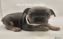 French Bulldog dogs for sale: 🏆KC Reg Blue French Bulldog Puppies – Fluffy - Image 9