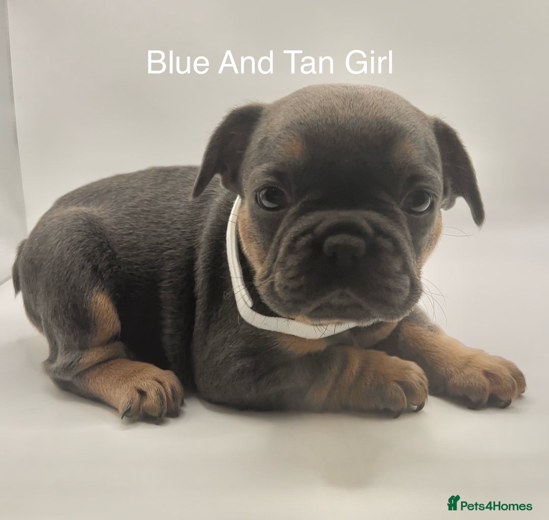 French Bulldog dogs for sale: 🏆KC Reg Blue French Bulldog Puppies – Fluffy - Image 9