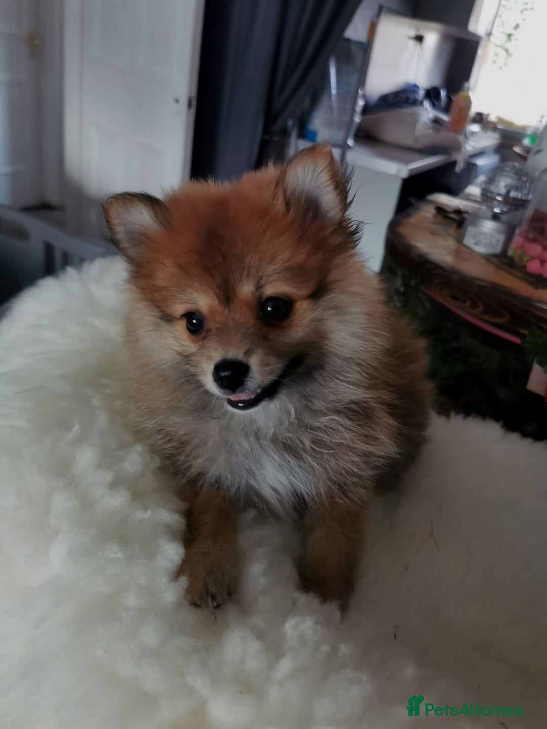 Pomeranian dogs for sale: Adorable Pomeranians 🩷🥰 - Image 7