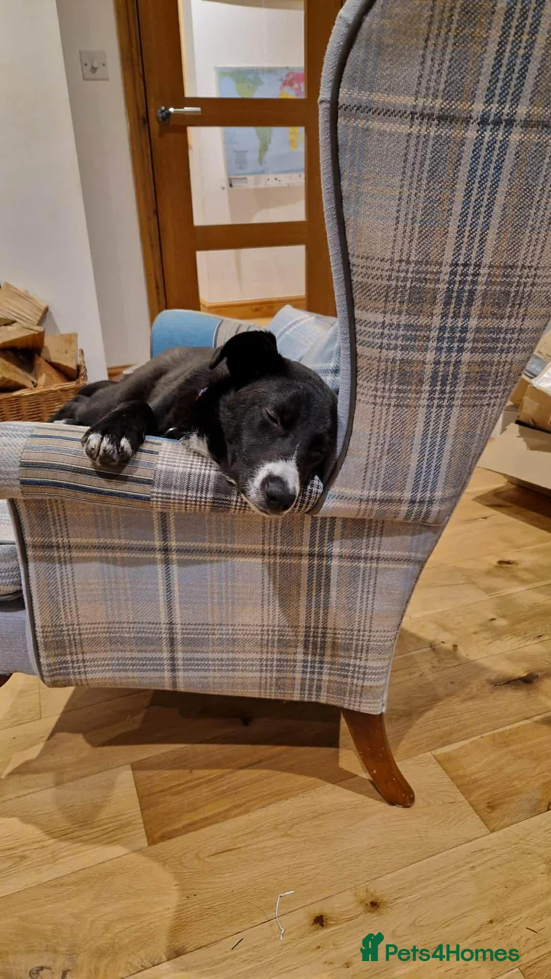 Mixed Breed dogs for adoption: FLEUR-happy&playful girl/ loves dogs/ affectionate - Advert 14