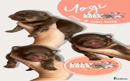 Pomeranian dogs for sale: Quality Pomeranian puppies - Advert 2