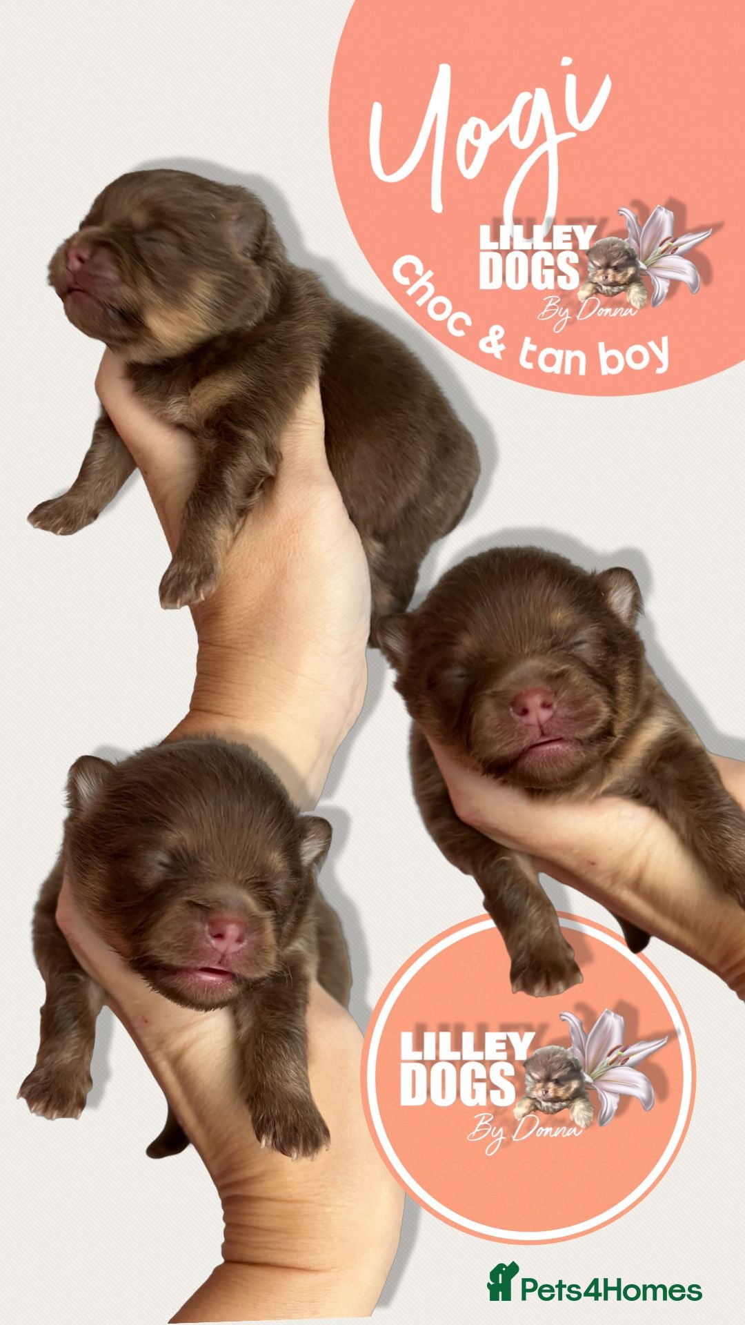 Pomeranian dogs for sale: Quality Pomeranian puppies - Advert 2