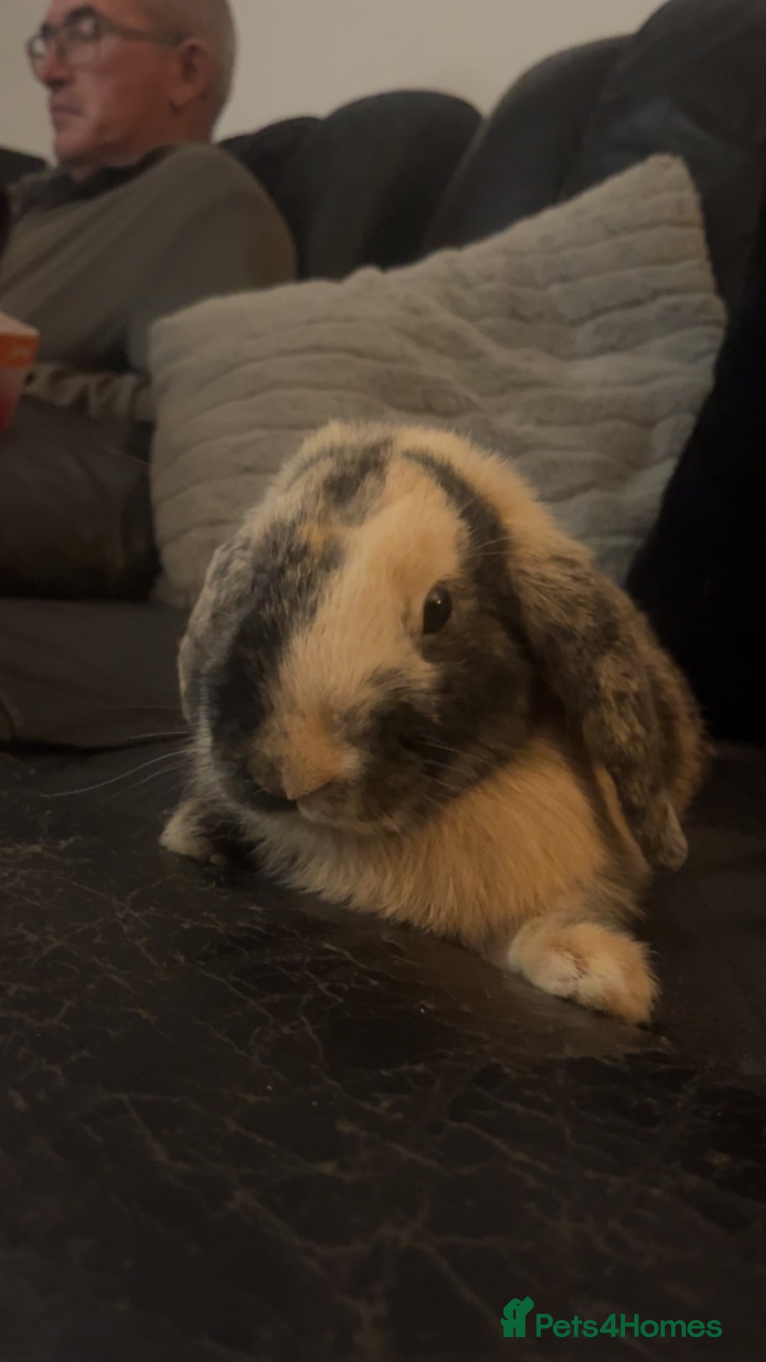 Harlequin rabbits for sale: Female rabbit for free  - Advert 2