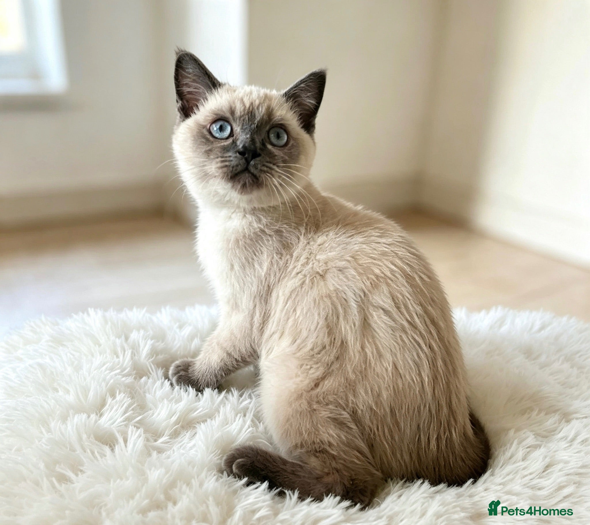 British Shorthair cats 3 beautiful brothers ready for there loving home  - Advert 1