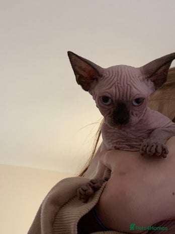 Sphynx cats - Advert 12