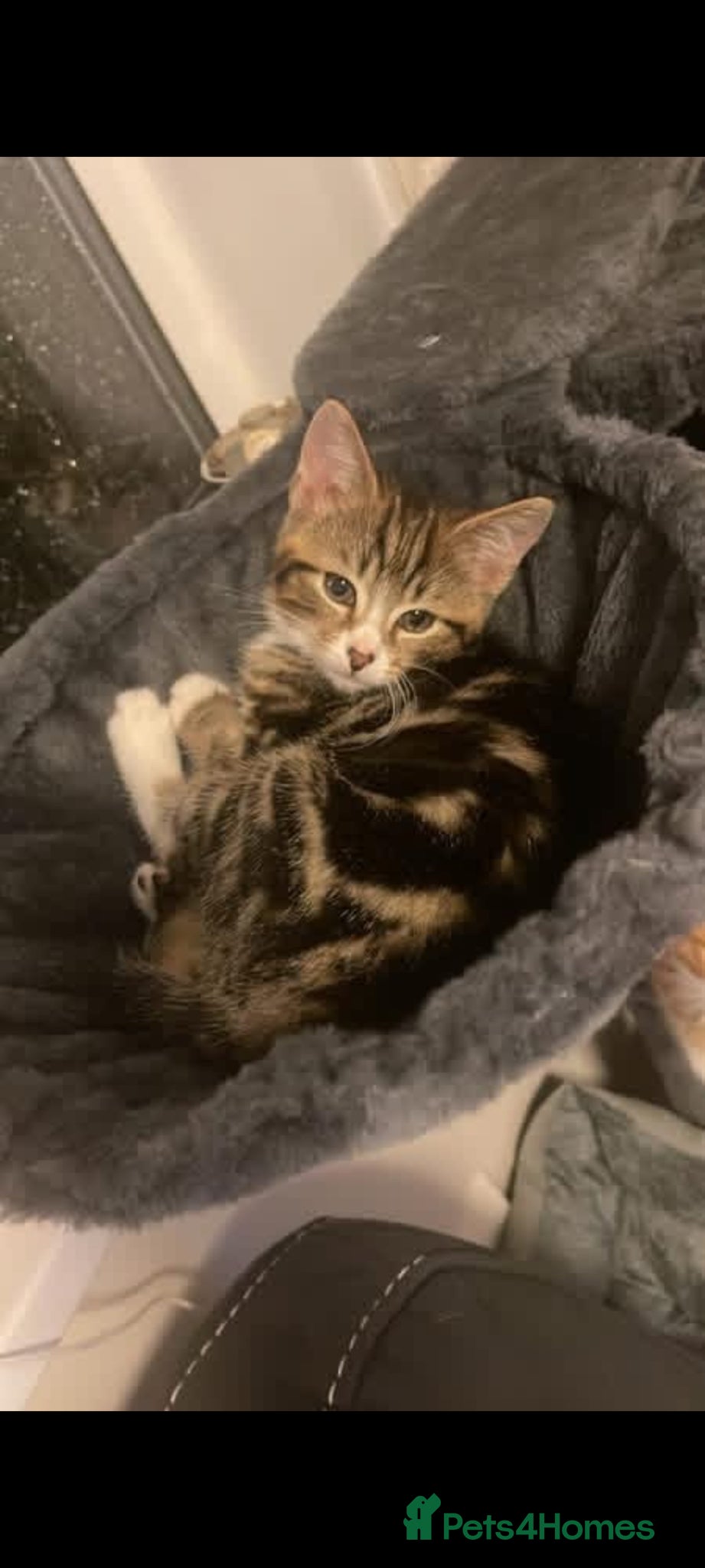 British Shorthair cats British shorthair  - Advert 1