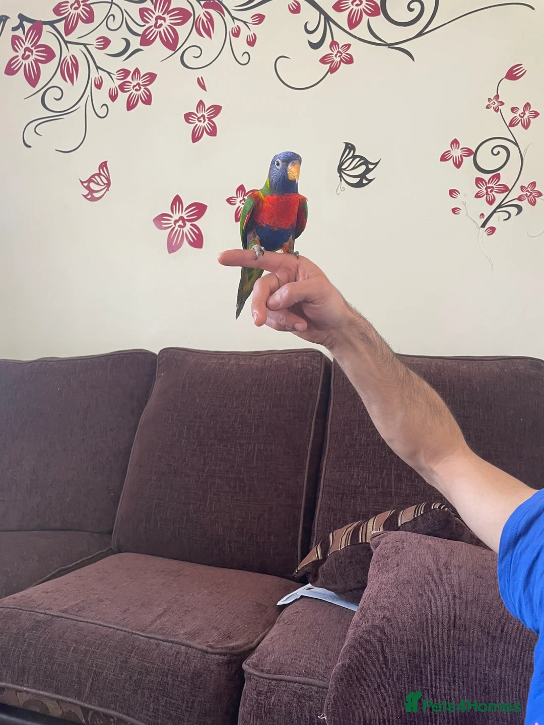 Lorikeets birds for sale: Lorikeet male full tame with cage - Advert 6