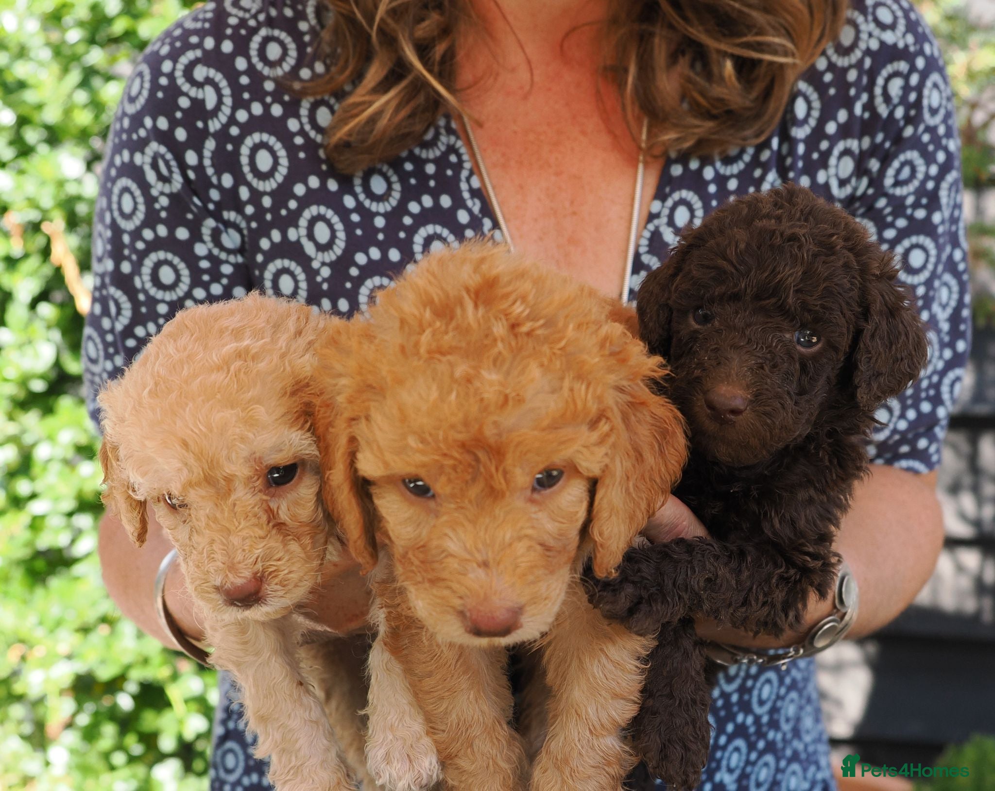 Labradoodle dogs Labradoodles Miniature/Midi Puppies Multi Gen  - Advert 1