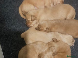 Golden Retriever dogs Amazing shades long awaited litter - Advert 13
