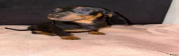 Miniature Dachshund dogs for sale: 3 Miniature Dachshund Puppies  - Advert 2