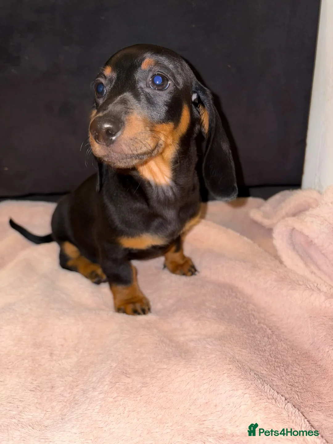 Miniature Dachshund dogs for sale: 3 Miniature Dachshund Puppies  - Advert 2