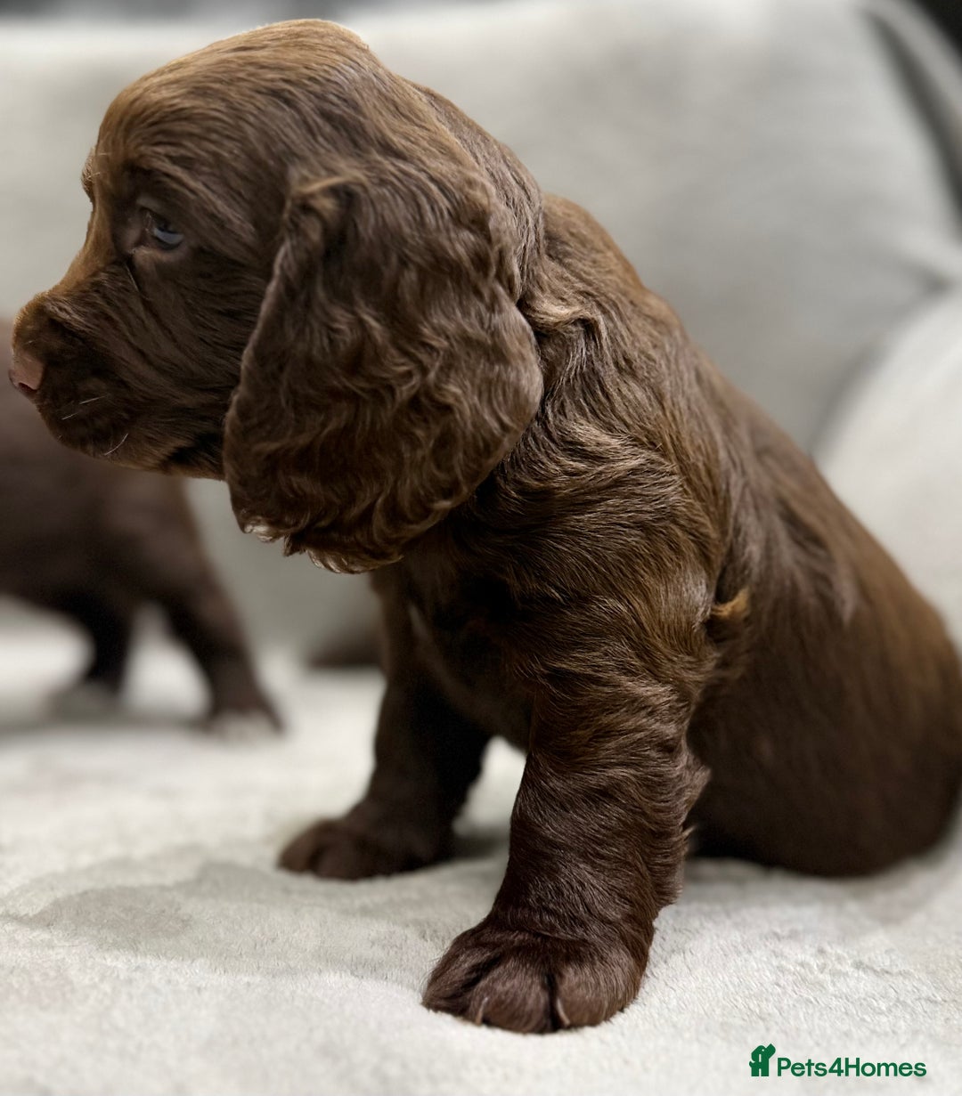 Cocker Spaniel dogs for sale: Working Cocker Spaniel - Image 6