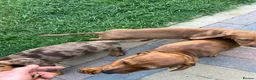 Dachshund dogs for sale: Lovely dachshunds!!! - Advert 11