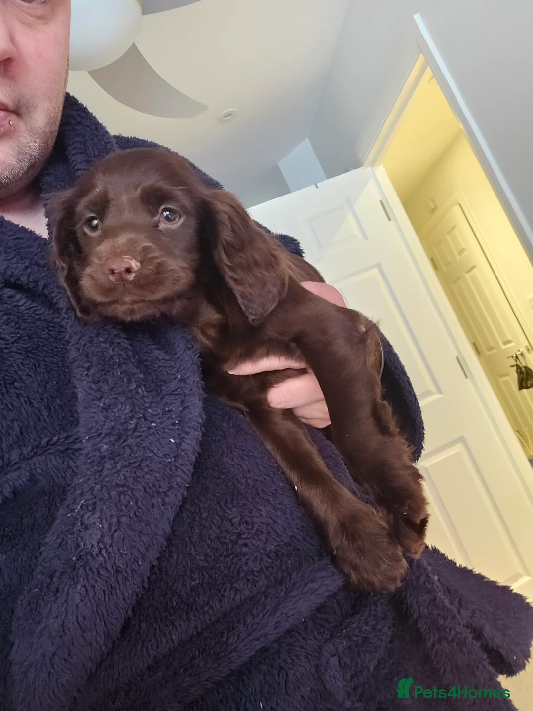 Cocker Spaniel dogs for sale: 8 Week Chocolate Cocker Spaniel Bitch for Sale - Advert 1