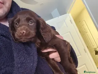 Cocker Spaniel dogs 8 Week Chocolate Cocker Spaniel Bitch for Sale - Advert 1