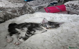 Maine Coon cats for sale: Gorgeous maincoon kittens - Image 8