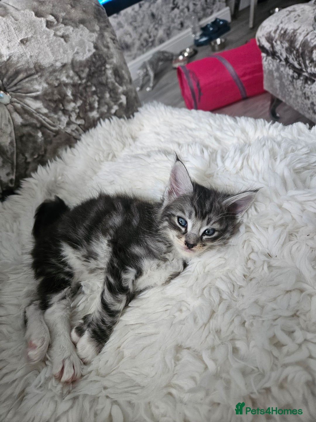 Maine Coon cats for sale: Gorgeous maincoon kittens - Image 8