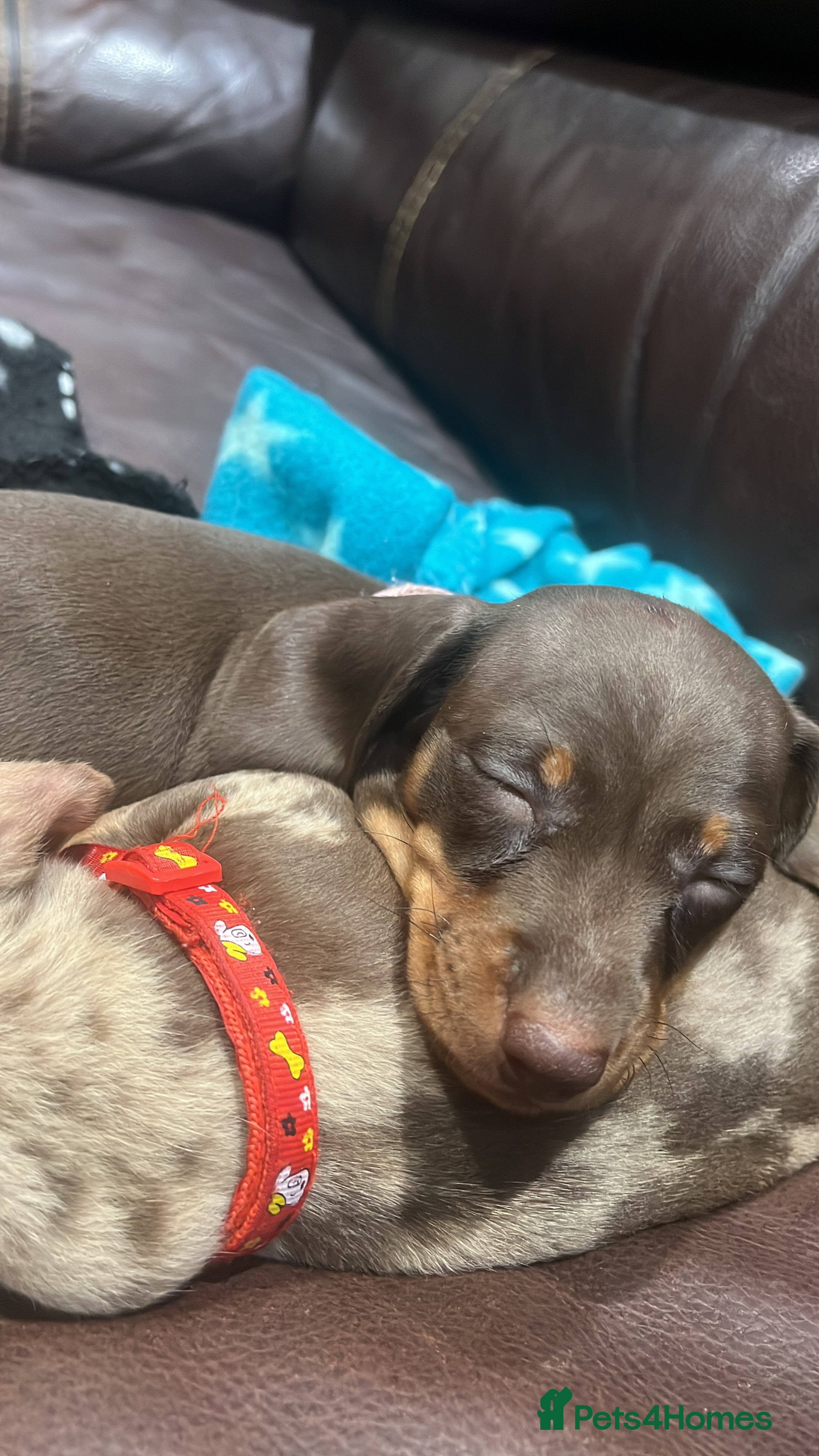 Miniature Dachshund dogs 🩷miniature dachshunds - Advert 1