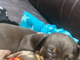 Miniature Dachshund dogs 🩷miniature dachshunds - Advert 2