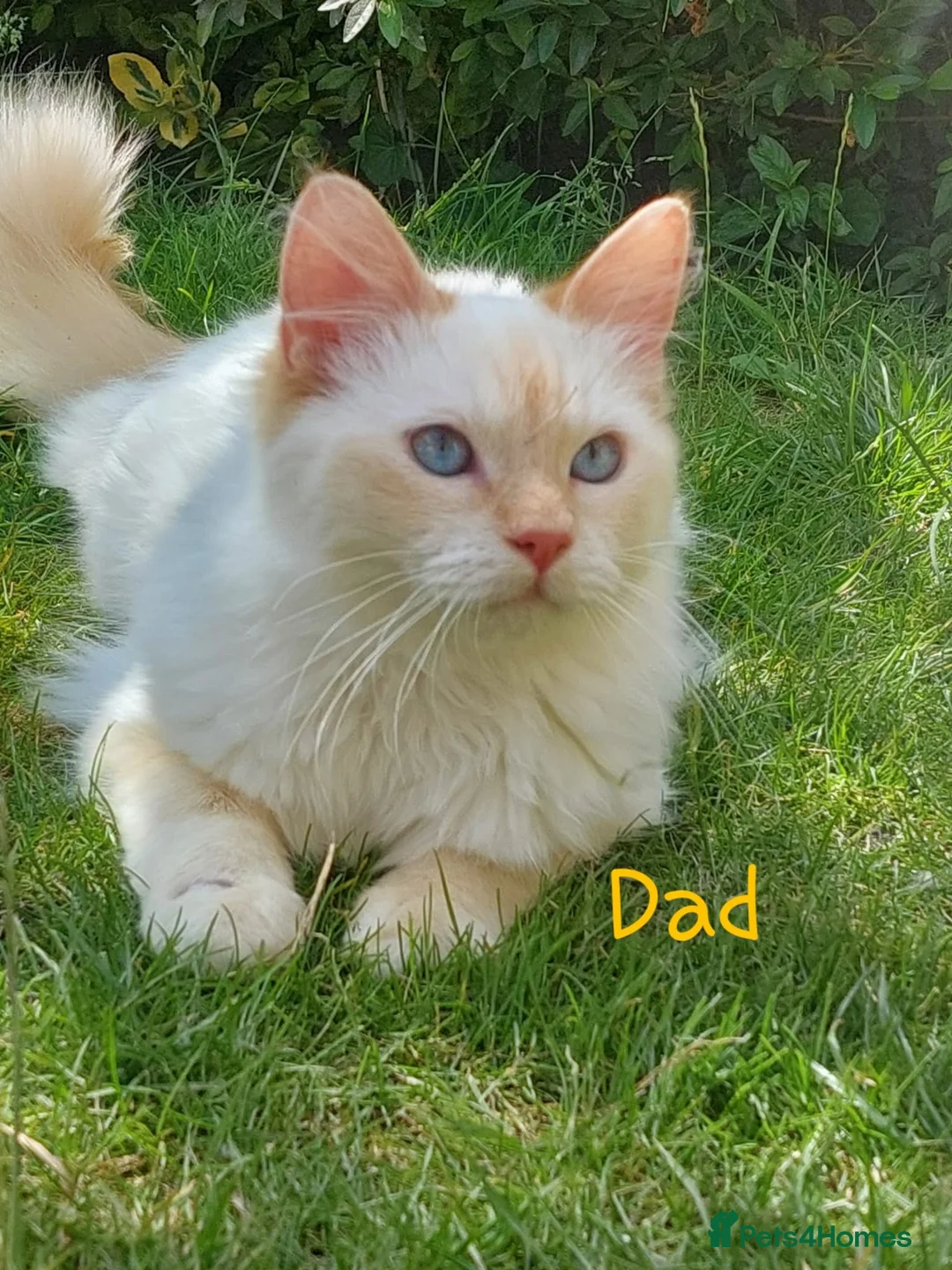 Siamese cats for sale: STUNNING FLAME POINT SIAMESE KITTENS - Advert 23