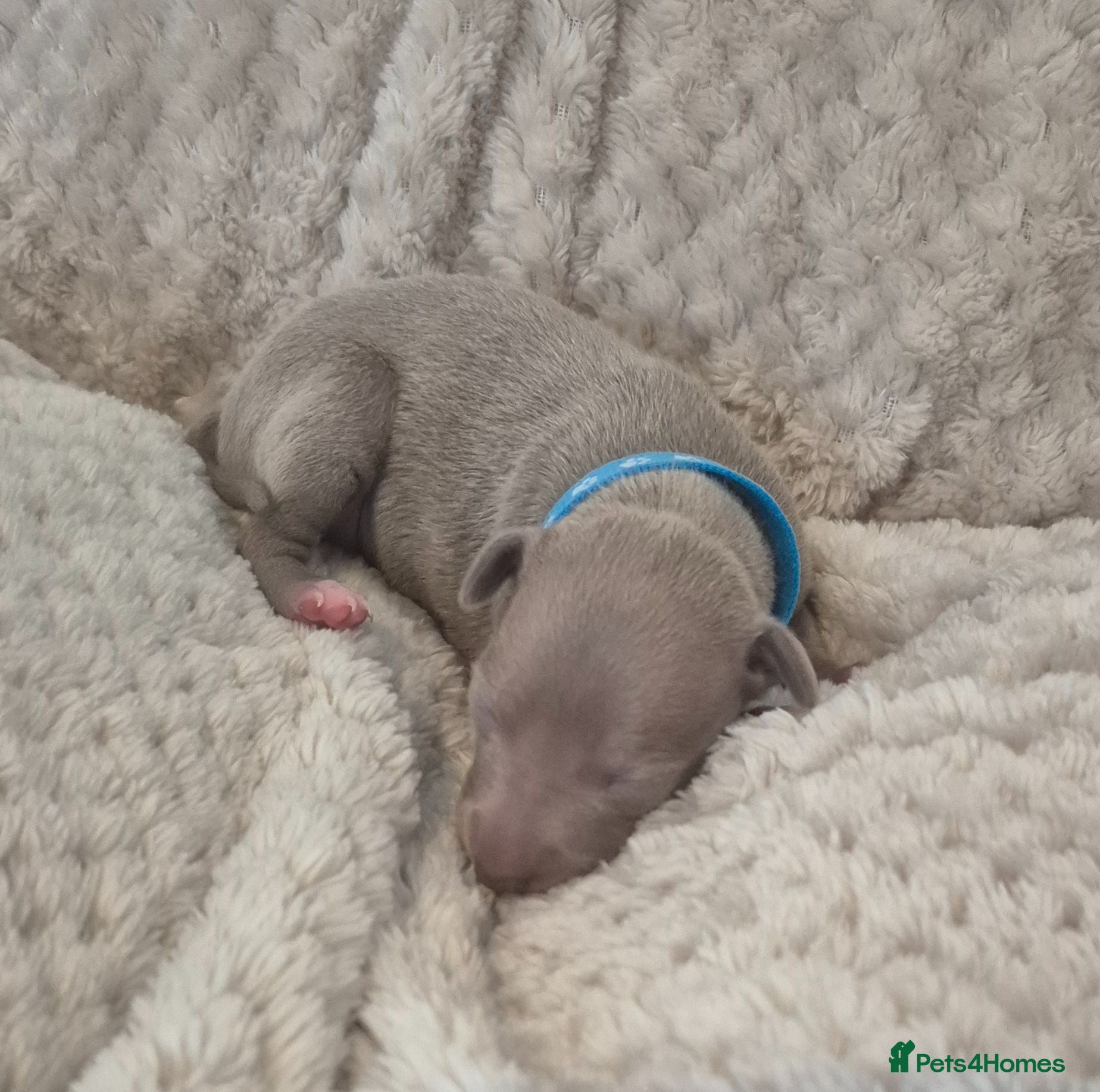Italian Greyhound dogs Show standard KC reg Italian Greyhounds - Advert 2