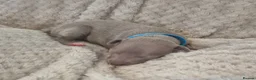 Italian Greyhound dogs for sale: Show standard KC reg Italian Greyhounds - Advert 2