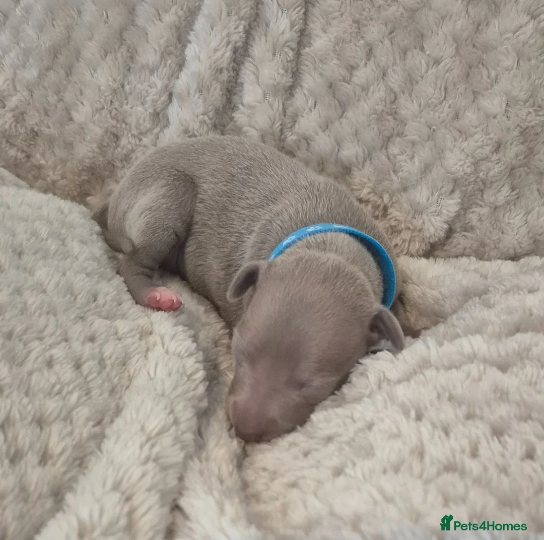 Italian Greyhound dogs for sale: Show standard KC reg Italian Greyhounds - Advert 2