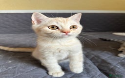 British Shorthair cats for sale: Stunning British Shorthair Kittens & adule cat - Image 21