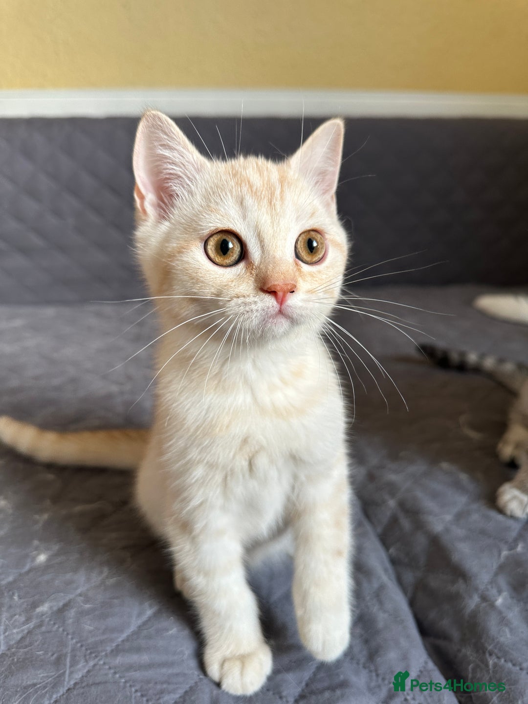 British Shorthair cats for sale: Stunning British Shorthair Kittens & adule cat - Image 21