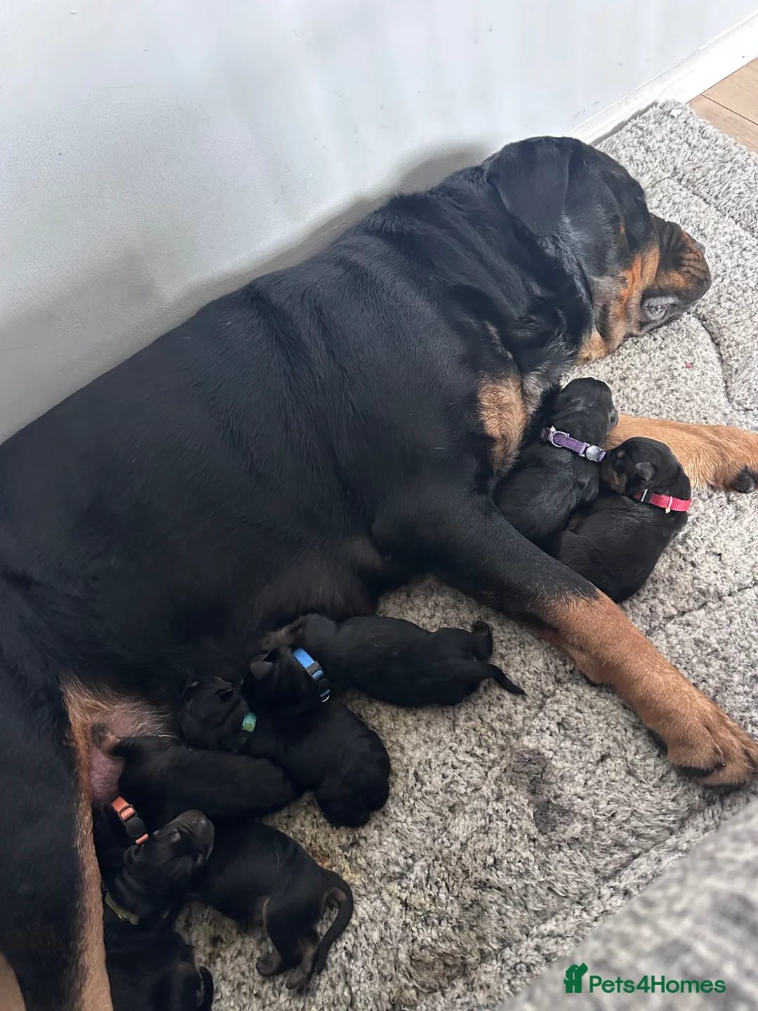 Rottweiler dogs for sale: 6 beautiful Rottweiler puppies - Advert 1