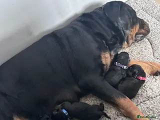Rottweiler dogs 6 beautiful Rottweiler puppies - Advert 2