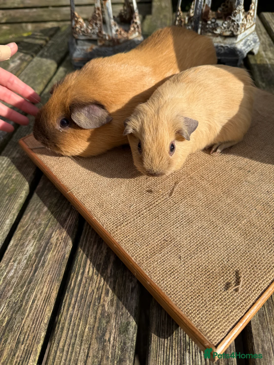 Guinea Pig rodents for sale: Pure bred Californian boar guinea pigs  - Advert 9
