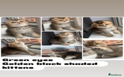 Scottish Fold cats for sale: Pedigree Scottish Fold & Straight kittens  - Image 8