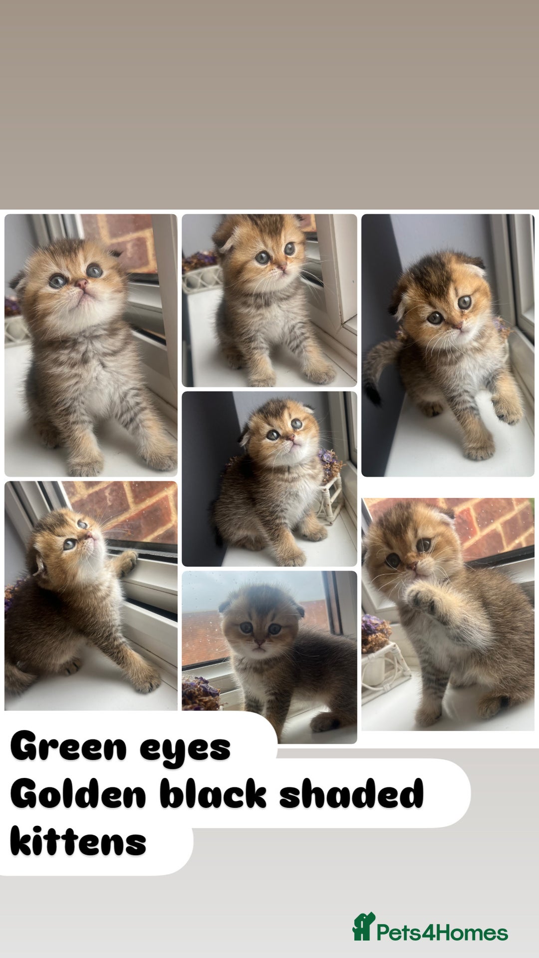 Scottish Fold cats for sale: Pedigree Scottish Fold & Straight kittens  - Image 8