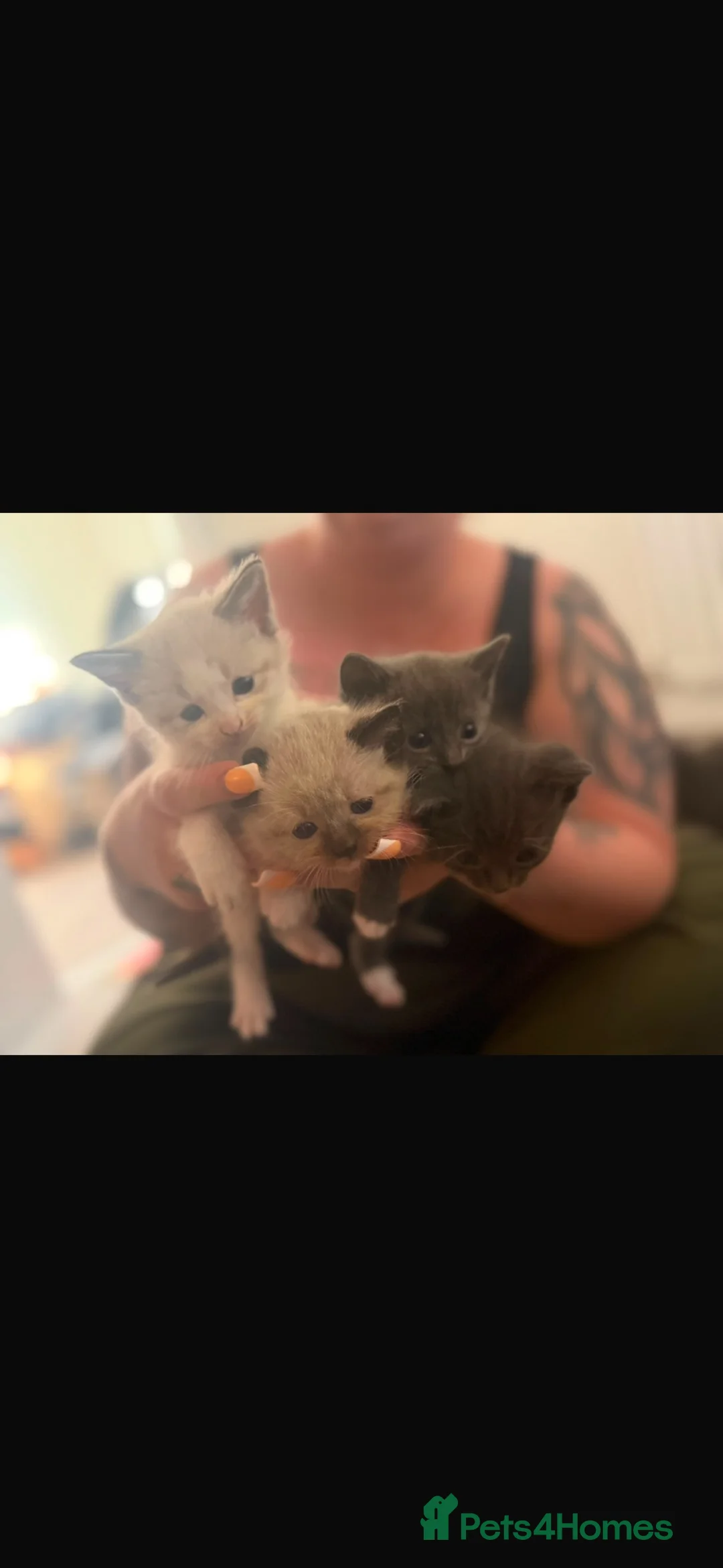Mixed Breed cats for sale: Ragdoll/british short hair - Advert 2