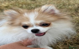Pomeranian dogs for sale: Only one tiny Pom girl left in Ely - Image 8